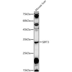 Sirtuin 3 (SIRT3) Antibody