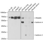 abx004374