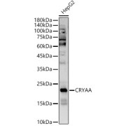 Western blot analysis of lysates from HepG2 cells, using CRYAA Antibody at 1/5000 dilution. Secondary antibody: HRP-conjugated Goat anti-Rabbit IgG (H+L) at 1/10000 dilution. Lysates/proteins: 25 µg per lane. Blocking buffer: 3% nonfat dry milk in TBST. Exposure time: 180s.