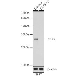 Cyclin-Dependent-Like Kinase 5 (CDK5) Antibody