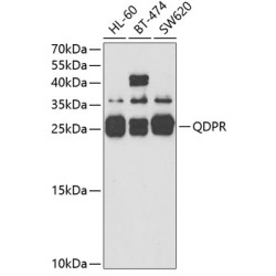 Quinoid Dihydropteridine Reductase (QDPR) Antibody