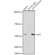 Immunoprecipitation analysis of 200 µg extracts of U-251MG cells using 3 µg p53 antibody. Western blot was performed from the immunoprecipitate using p53 antibody at a dilution of 1/1000.