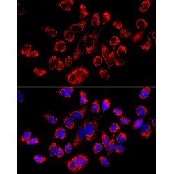 ATP Synthase Subunit Beta, Mitochondrial (ATP5F1B) Antibody