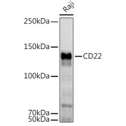 abx004435