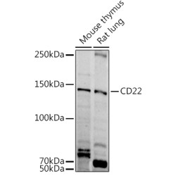 B-Cell Receptor CD22 / SIGLEC2 (CD22) Antibody