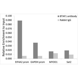 B-TFIID TATA-Box Binding Protein Associated Factor 1 (BTAF1) Antibody