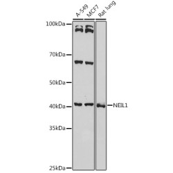 Nei Endonuclease VIII Like Protein 1 (NEIL1) Antibody