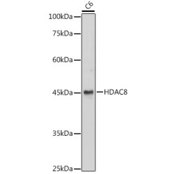 Histone Deacetylase 8 (HDAC8) Antibody