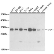 abx004490