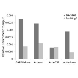 Suppressor of Variegation 3-9 Homolog 2 (SUV39H2) Antibody