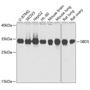 Western blot analysis of various lysates using SBDS Antibody at 1/1000 dilution. Secondary antibody: HRP-conjugated Goat anti-Rabbit IgG (H+L) at 1/10000 dilution. Lysates/proteins: 25 µg per lane. Blocking buffer: 3% nonfat dry milk in TBST. Exposure time: 15s.