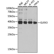 Western blot analysis of various lysates using GLRX3 Antibody at 1/1000 dilution. Secondary antibody: HRP-conjugated Goat anti-Rabbit IgG (H+L) at 1/10000 dilution. Lysates/proteins: 25 µg per lane. Blocking buffer: 3% nonfat dry milk in TBST. Exposure time: 15s.