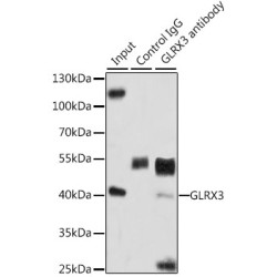 Glutaredoxin 3 (GLRX3) Antibody