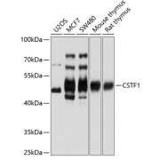 Western blot analysis of various lysates using CSTF1 Antibody at 1/1000 dilution. Secondary antibody: HRP-conjugated Goat anti-Rabbit IgG (H+L) at 1/10000 dilution. Lysates/proteins: 25 µg per lane. Blocking buffer: 3% nonfat dry milk in TBST. Exposure time: 1s.