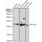 Western blot analysis of various lysates using RPL10A Antibody at 1/1000 dilution. Secondary antibody: HRP-conjugated Goat anti-Rabbit IgG (H+L) at 1/10000 dilution. Lysates/proteins: 25 µg per lane. Blocking buffer: 3% nonfat dry milk in TBST. Exposure time: 180s.