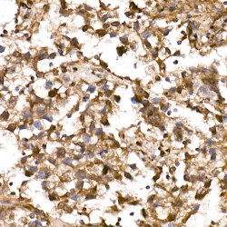 Protein Lin-28 Homolog A (LIN28A) Antibody