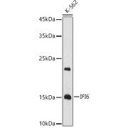 Western blot analysis of lysates from K-562 cells, using IFI6 Antibody at 1/1000 dilution. Secondary antibody: HRP-conjugated Goat anti-Rabbit IgG (H+L) at 1/10000 dilution. Lysates/proteins: 25 µg per lane. Blocking buffer: 3% nonfat dry milk in TBST. Exposure time: 180s.