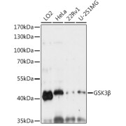 Western blot analysis of various lysates using GSK3β Antibody at 1/1000 dilution. Secondary antibody: HRP-conjugated Goat anti-Rabbit IgG (H+L) at 1/10000 dilution. Lysates/proteins: 25 µg per lane. Blocking buffer: 3% nonfat dry milk in TBST. Exposure time: 30s.