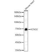 Western blot analysis of lysates from Mouse heart, using KCND2 Antibody at 1/3000 dilution. Secondary antibody: HRP-conjugated Goat anti-Rabbit IgG (H+L) at 1/10000 dilution. Lysates/proteins: 25 µg per lane. Blocking buffer: 3% nonfat dry milk in TBST. Exposure time: 60s.