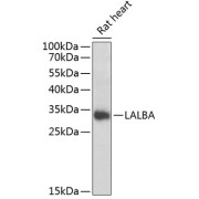 abx004759