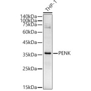 Western blot analysis of lysates from THP-1 cells, using PENK Antibody at 1/500 dilution. Secondary antibody: HRP-conjugated Goat anti-Rabbit IgG (H+L) at 1/10000 dilution. Lysates/proteins: 25 µg per lane. Blocking buffer: 3% nonfat dry milk in TBST. Exposure time: 120s.