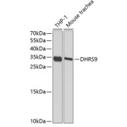 Western blot analysis of various lysates using DHRS9 Antibody at 1/1000 dilution. Secondary antibody: HRP-conjugated Goat anti-Rabbit IgG (H+L) at 1/10000 dilution. Lysates/proteins: 25 µg per lane. Blocking buffer: 3% nonfat dry milk in TBST. Detection: ECL Basic Kit (RM00020). Exposure time: 390s.