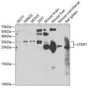 Western blot analysis of various lysates using CFDP1 Antibody at 1/1000 dilution. Secondary antibody: HRP-conjugated Goat anti-Rabbit IgG (H+L) at 1/10000 dilution. Lysates/proteins: 25 µg per lane. Blocking buffer: 3% nonfat dry milk in TBST. Exposure time: 90s.