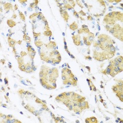 Promotilin (MLN) Antibody