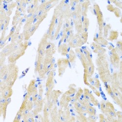 Promotilin (MLN) Antibody