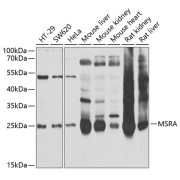 Western blot analysis of various lysates using MSRA Antibody at 1/1000 dilution. Secondary antibody: HRP-conjugated Goat anti-Rabbit IgG (H+L) at 1/10000 dilution. Lysates/proteins: 25 µg per lane. Blocking buffer: 3% nonfat dry milk in TBST. Exposure time: 30s.