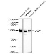 Western blot analysis of various lysates using OGDH Antibody at 1/500 dilution. Secondary antibody: HRP-conjugated Goat anti-Rabbit IgG (H+L) at 1/10000 dilution. Lysates/proteins: 25 µg per lane. Blocking buffer: 3% nonfat dry milk in TBST. Exposure time: 3s.