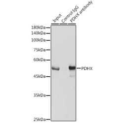 Pyruvate Dehydrogenase Complex Component X (PDHX) Antibody