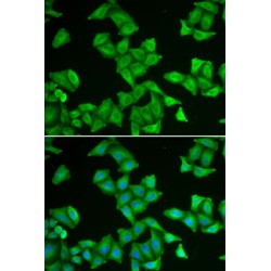 Cytochrome C Oxidase Subunit 5A (COX5A) Antibody