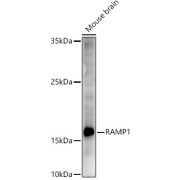 Western blot analysis of lysates from Mouse brain, using RAMP1 Antibody at 1/500 dilution. Secondary antibody: HRP-conjugated Goat anti-Rabbit IgG (H+L) at 1/10000 dilution. Lysates/proteins: 25 µg per lane. Blocking buffer: 3% nonfat dry milk in TBST. Exposure time: 90s.