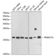 Western blot analysis of various lysates using TIMM17A Antibody at 1/1000 dilution. Secondary antibody: HRP-conjugated Goat anti-Rabbit IgG (H+L) at 1/10000 dilution. Lysates/proteins: 25 µg per lane. Blocking buffer: 3% nonfat dry milk in TBST. Exposure time: 30s.