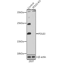 DNA Polymerase Epsilon 3, Accessory Subunit (POLE3) Antibody