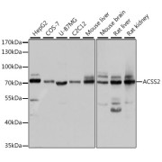 abx004962
