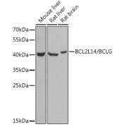Western blot analysis of various lysates using BCL2L14/BCLG Antibody at 1/1000 dilution. Secondary antibody: HRP-conjugated Goat anti-Rabbit IgG (H+L) at 1/10000 dilution. Lysates/proteins: 25 µg per lane. Blocking buffer: 3% nonfat dry milk in TBST. Exposure time: 90s.
