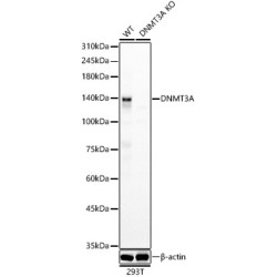 DNA Methyltransferase 3 Alpha (DNMT3A) Antibody