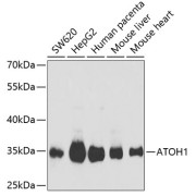 Western blot analysis of various lysates using ATOH1 Antibody at 1/1000 dilution. Secondary antibody: HRP-conjugated Goat anti-Rabbit IgG (H+L) at 1/10000 dilution. Lysates/proteins: 25 µg per lane. Blocking buffer: 3% nonfat dry milk in TBST. Exposure time: 1s.