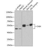 Western blot analysis of various lysates using CHIA Antibody at 1/1000 dilution. Secondary antibody: HRP-conjugated Goat anti-Rabbit IgG (H+L) at 1/10000 dilution. Lysates/proteins: 25 µg per lane. Blocking buffer: 3% nonfat dry milk in TBST. Exposure time: 90s.
