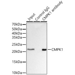 UMP-CMP Kinase (CMPK1) Antibody