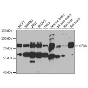 Western blot analysis of various lysates using KIF3A Antibody at 1/1000 dilution. Secondary antibody: HRP-conjugated Goat anti-Rabbit IgG (H+L) at 1/10000 dilution. Lysates/proteins: 25 µg per lane. Blocking buffer: 3% nonfat dry milk in TBST. Exposure time: 90s.