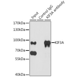 Kinesin-Like Protein KIF3A (KIF3A) Antibody