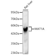 Western blot analysis of lysates from Rat liver, using MAT1A Antibody at 1/1000 dilution. Secondary antibody: HRP-conjugated Goat anti-Rabbit IgG (H+L) at 1/10000 dilution. Lysates/proteins: 25 µg per lane. Blocking buffer: 3% nonfat dry milk in TBST. Exposure time: 5s.