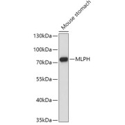 Western blot analysis of lysates from Mouse stomach, using mlPH Antibody at 1/1000 dilution. Secondary antibody: HRP-conjugated Goat anti-Rabbit IgG (H+L) at 1/10000 dilution. Lysates/proteins: 25 µg per lane. Blocking buffer: 3% nonfat dry milk in TBST. Exposure time: 180s.