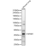Western blot analysis of lysates from Mouse lung, using NFKB1 Antibody at 1/500 dilution. Secondary antibody: HRP-conjugated Goat anti-Rabbit IgG (H+L) at 1/10000 dilution. Lysates/proteins: 25 µg per lane. Blocking buffer: 3% nonfat dry milk in TBST. Exposure time: 20s.