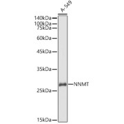 Western blot analysis of lysates from A-549 cells, using NNMT Antibody at 1/500 dilution. Secondary antibody: HRP-conjugated Goat anti-Rabbit IgG (H+L) at 1/10000 dilution. Lysates/proteins: 25 µg per lane. Blocking buffer: 3% nonfat dry milk in TBST. Exposure time: 1s.