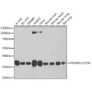 Western blot analysis of various lysates using PDLIM1/CLP36 Antibody at 1/1000 dilution. Secondary antibody: HRP-conjugated Goat anti-Rabbit IgG (H+L) at 1/10000 dilution. Lysates/proteins: 25 µg per lane. Blocking buffer: 3% nonfat dry milk in TBST. Exposure time: 1s.