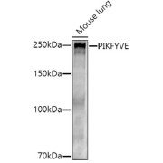 Western blot analysis of lysates from Mouse lung, using PIKFYVE Antibody at 1/500 dilution. Secondary antibody: HRP-conjugated Goat anti-Rabbit IgG (H+L) at 1/10000 dilution. Lysates/proteins: 25 µg per lane. Blocking buffer: 3% nonfat dry milk in TBST. Exposure time: 180s.